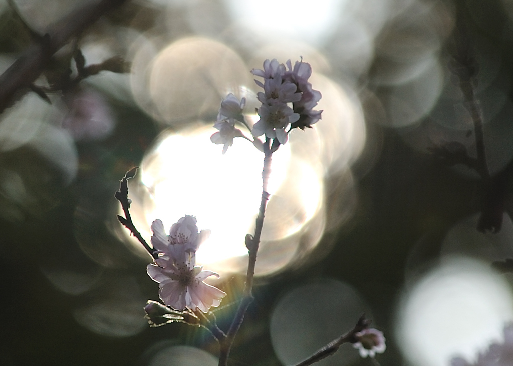 秋の木漏れ日と四季桜