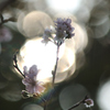 秋の木漏れ日と四季桜