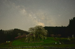 又兵衛桜と夏の銀河