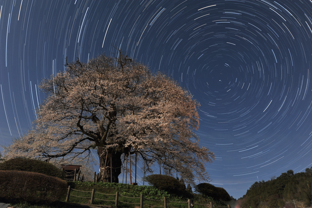 星と桜の夜