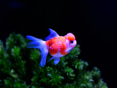 金魚萌え