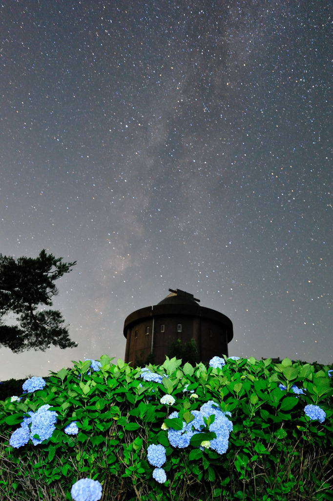 あじさいと天の川