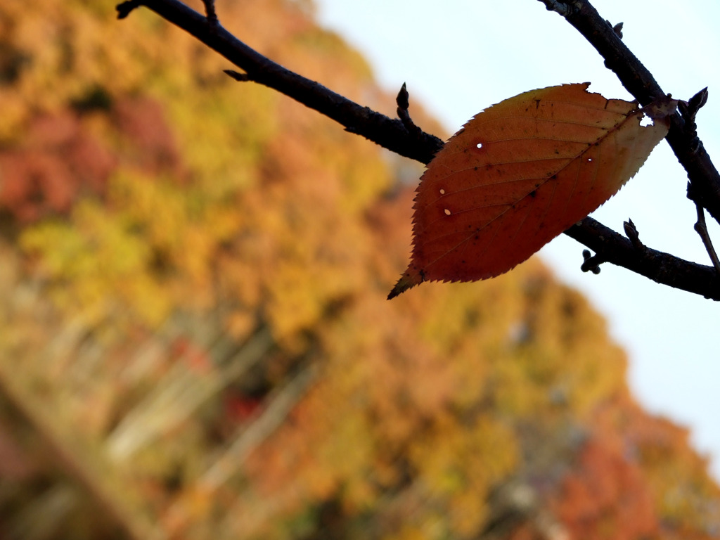 里山紅葉004