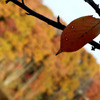 里山紅葉004