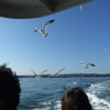 23_鴎とえびせんと青い空