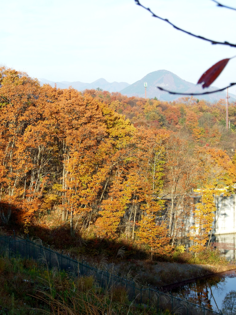 里山紅葉005