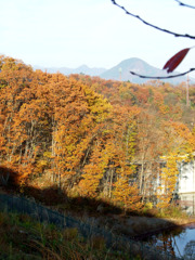 里山紅葉005