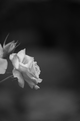 DSC_7119