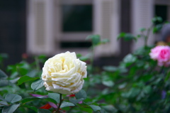DSC_7001