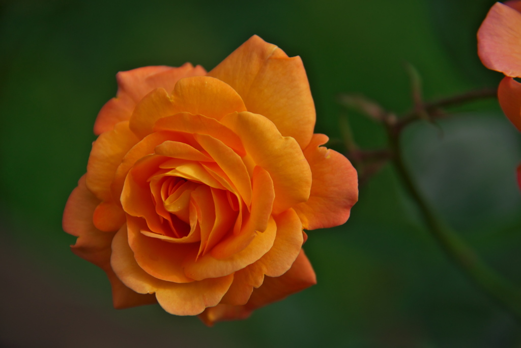 DSC_7105