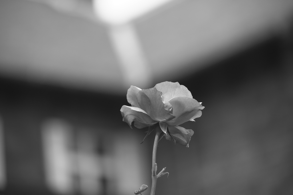 DSC_7030