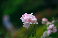 DSC_7029