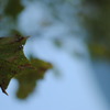 DSC_8493