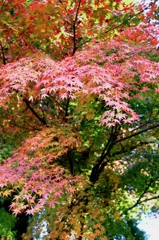 白川水源