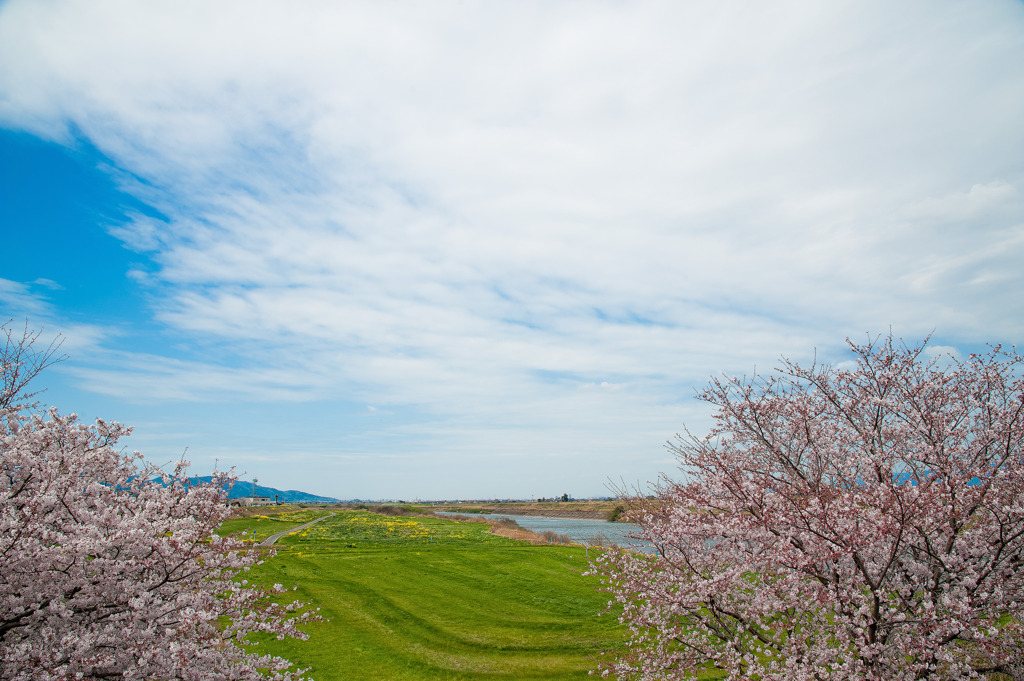 春色河川敷