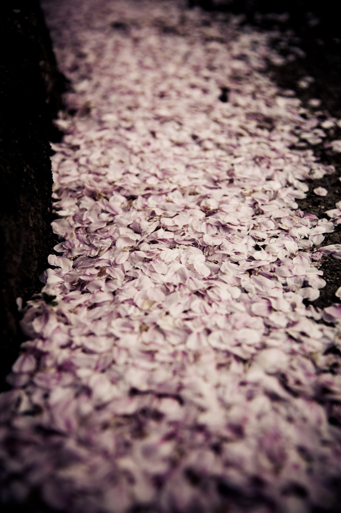 sakura dorops