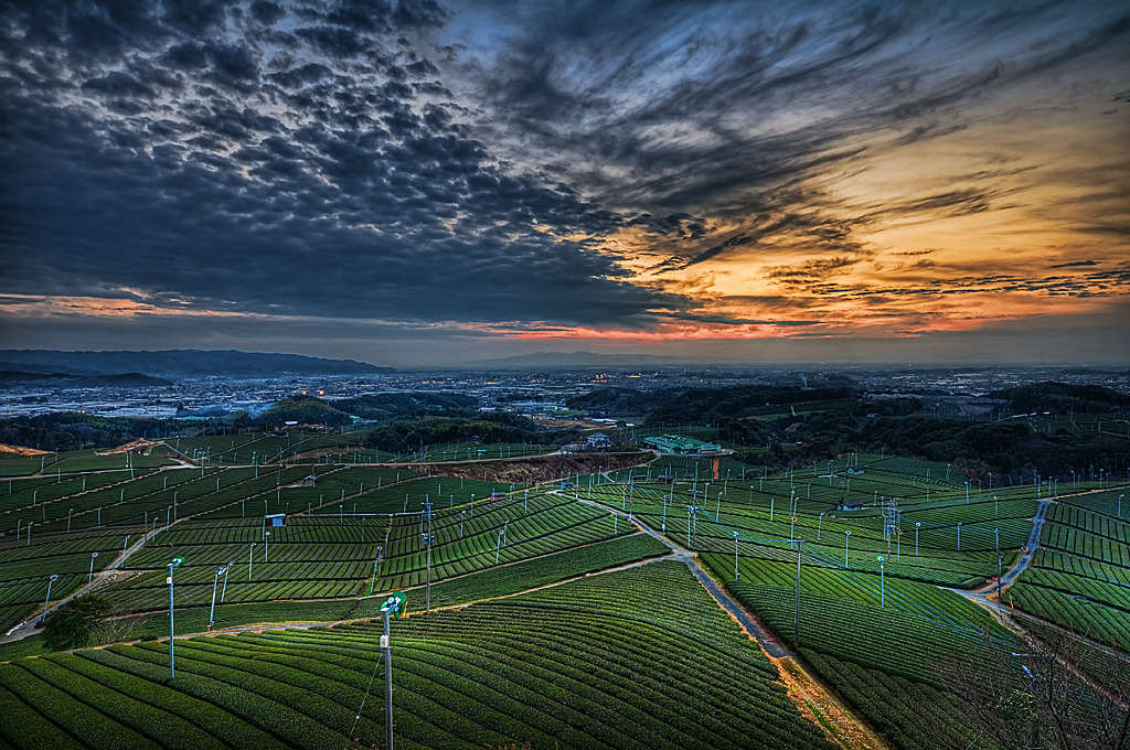 茶畑の夕景