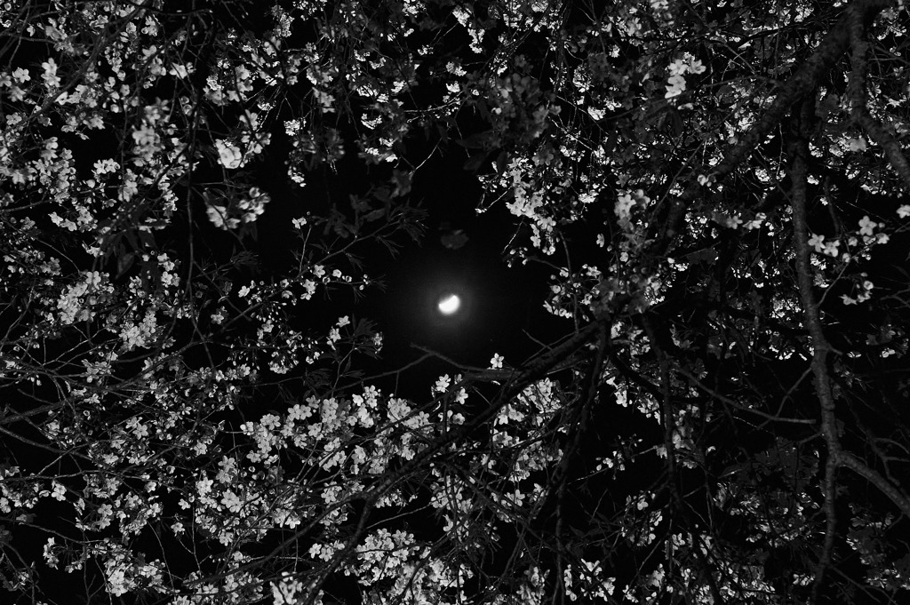 月夜の宴