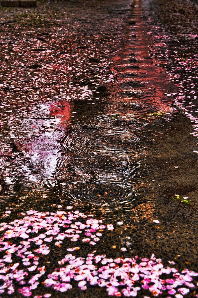 落桜雫