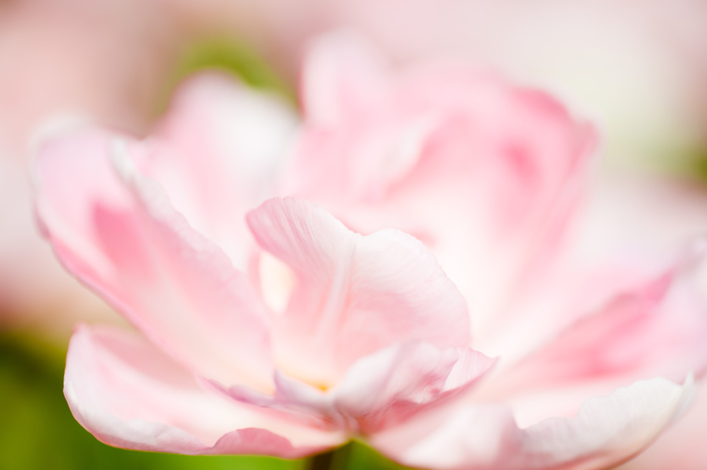 sweet pink