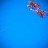 青空飛行