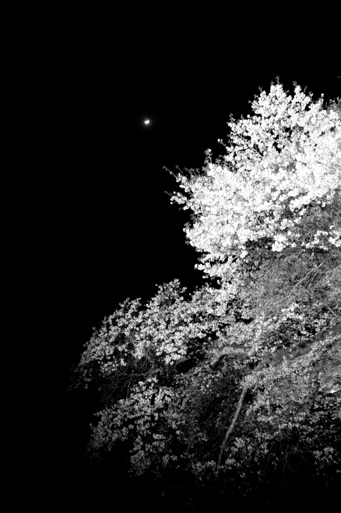 月桜夜