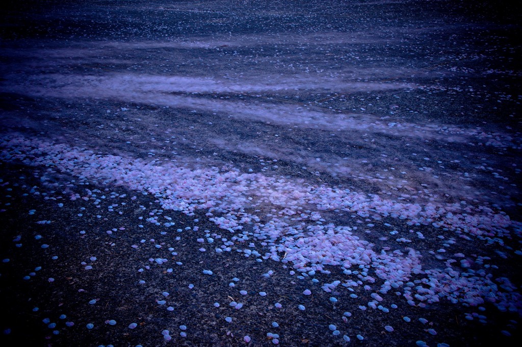 桜の通り道