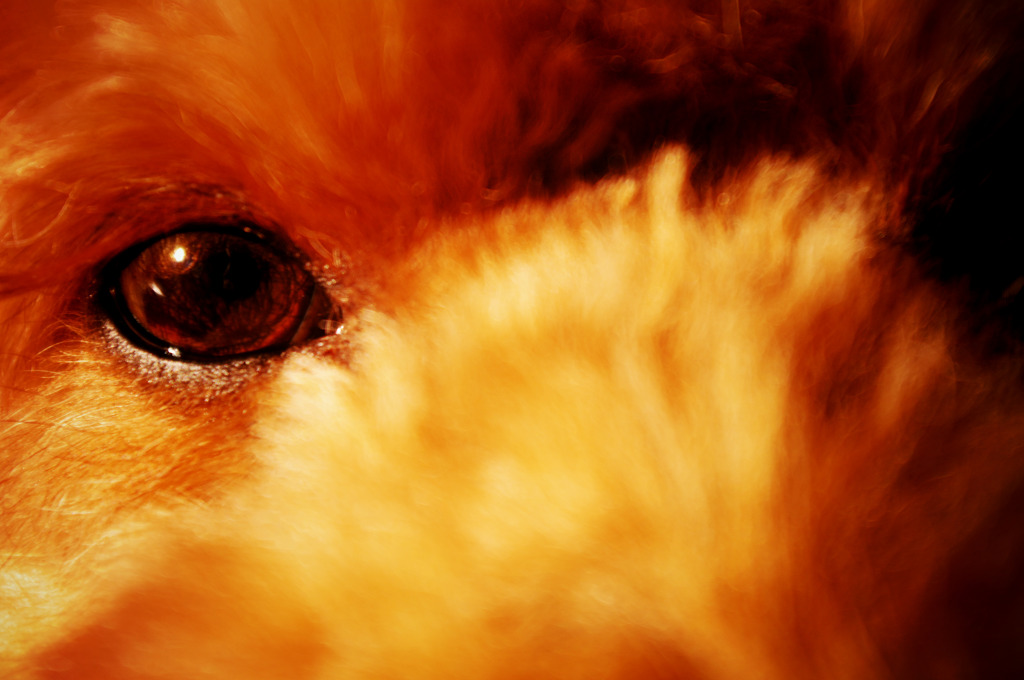 EYE