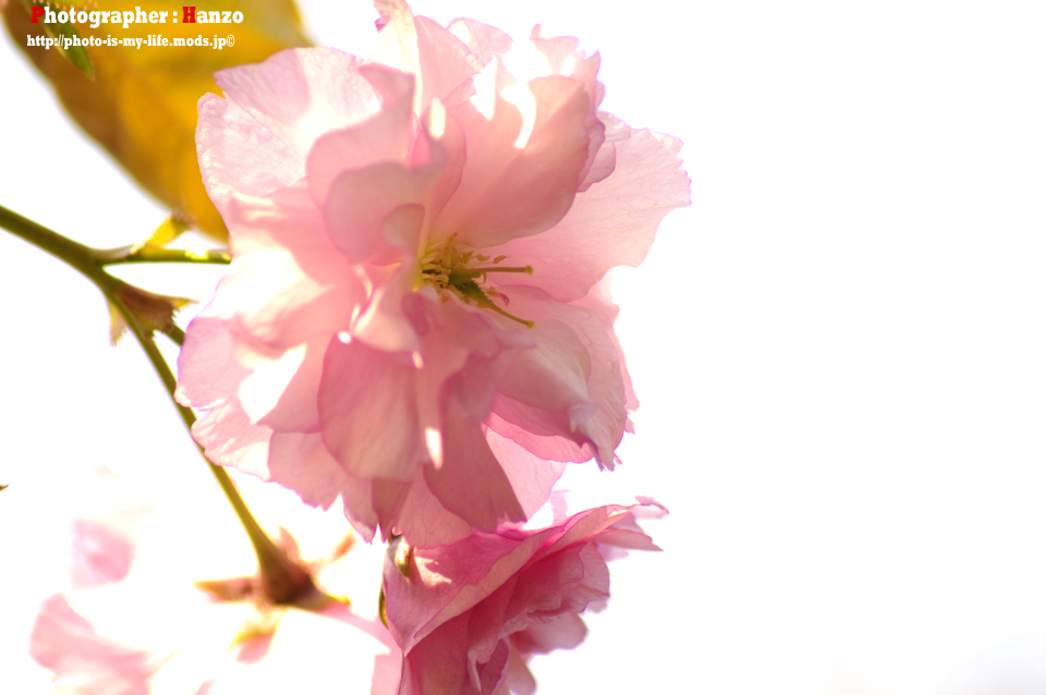 桜