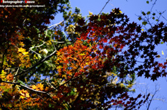 染まる紅葉