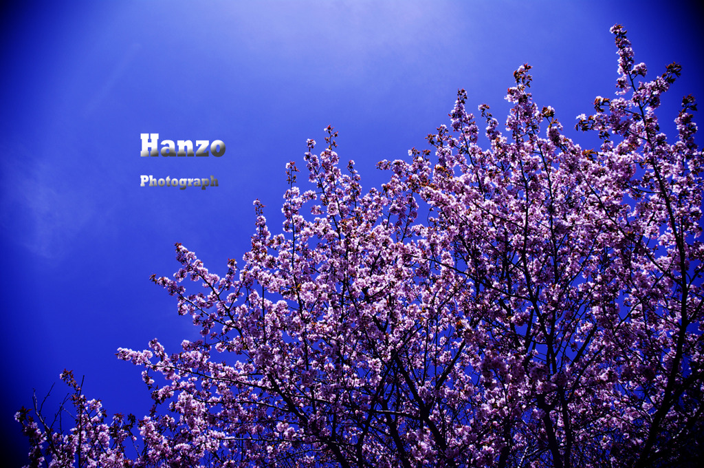 桜咲く