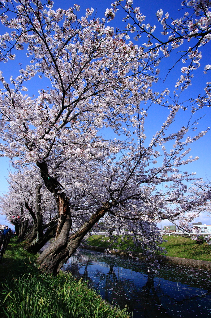 花見日和