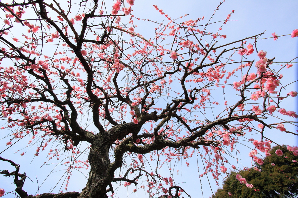 Spring Entrance