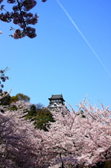犬山城の春