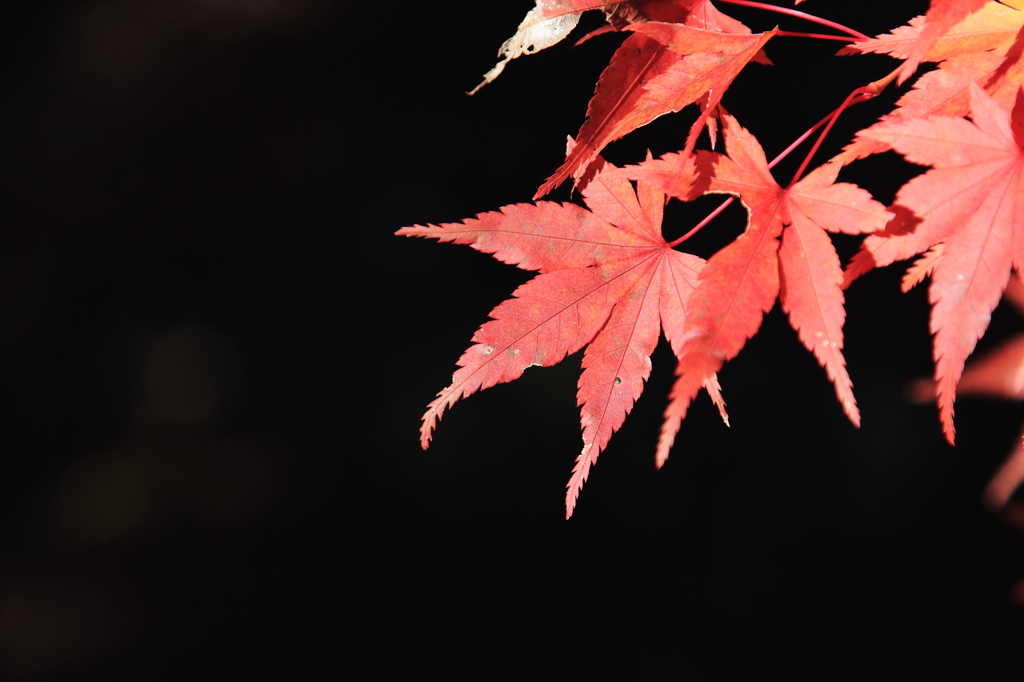 紅の主張