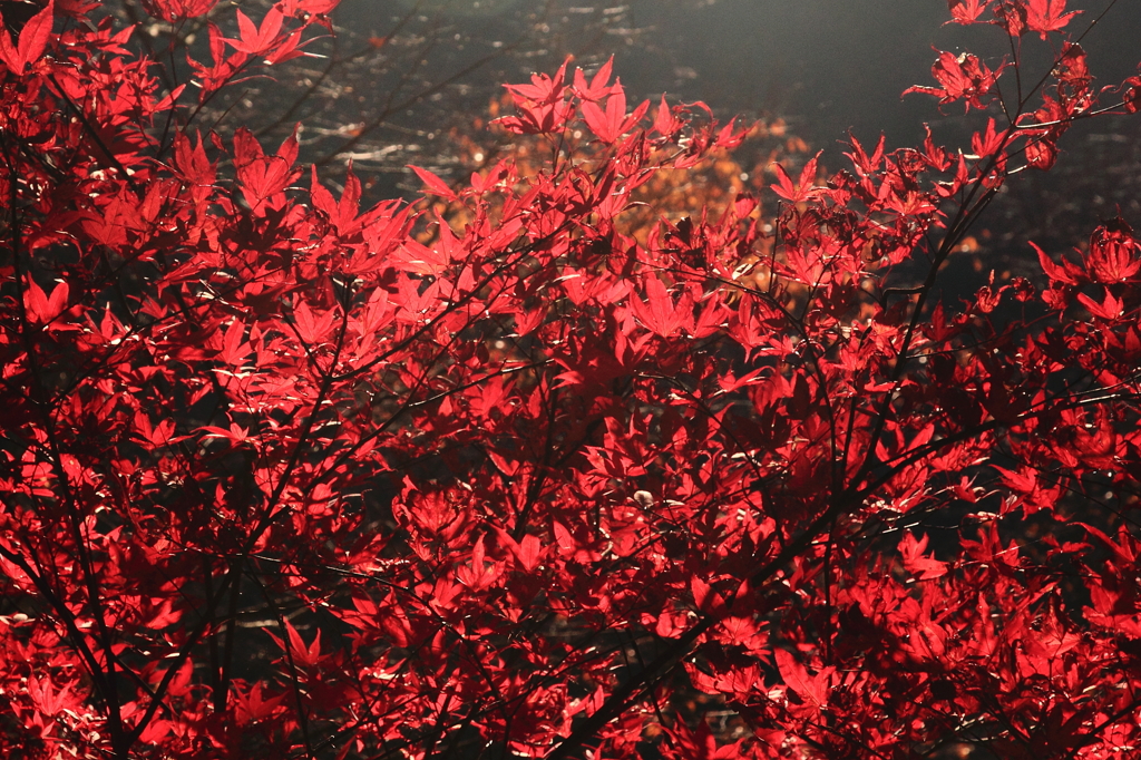 炎上
