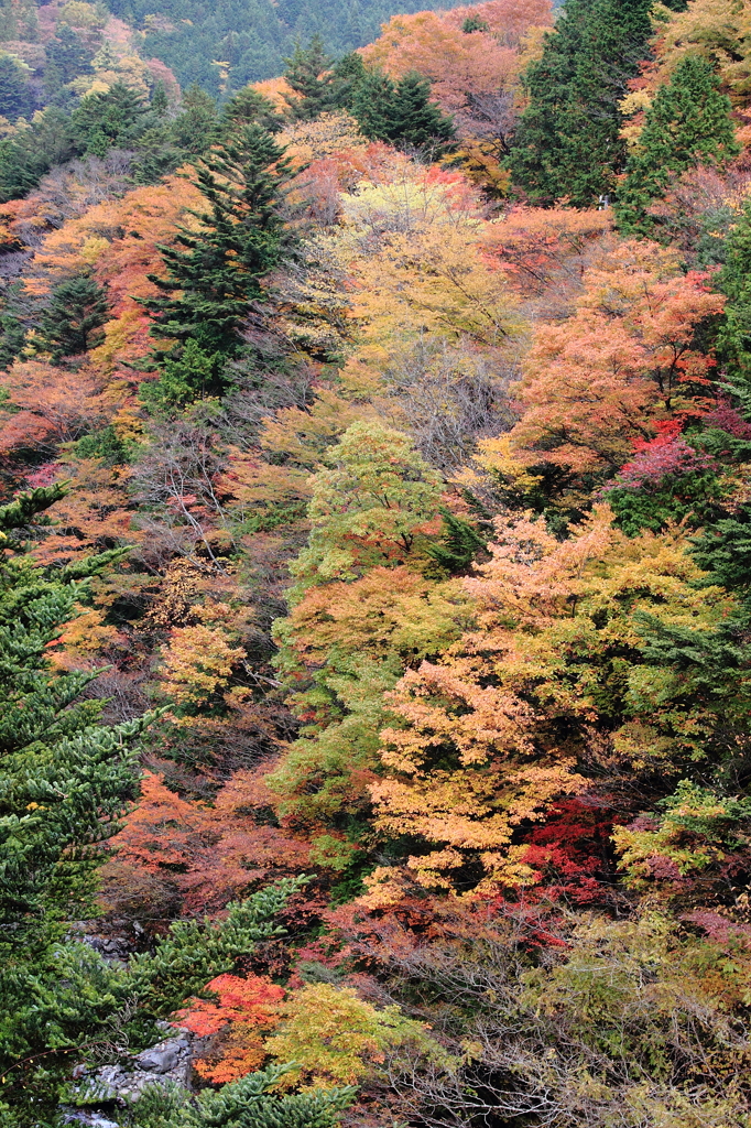 Autumn Festa