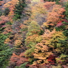 Autumn Festa