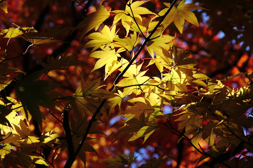 Gold Color