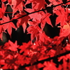 紅葉フィルター
