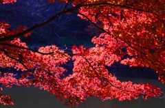 紅