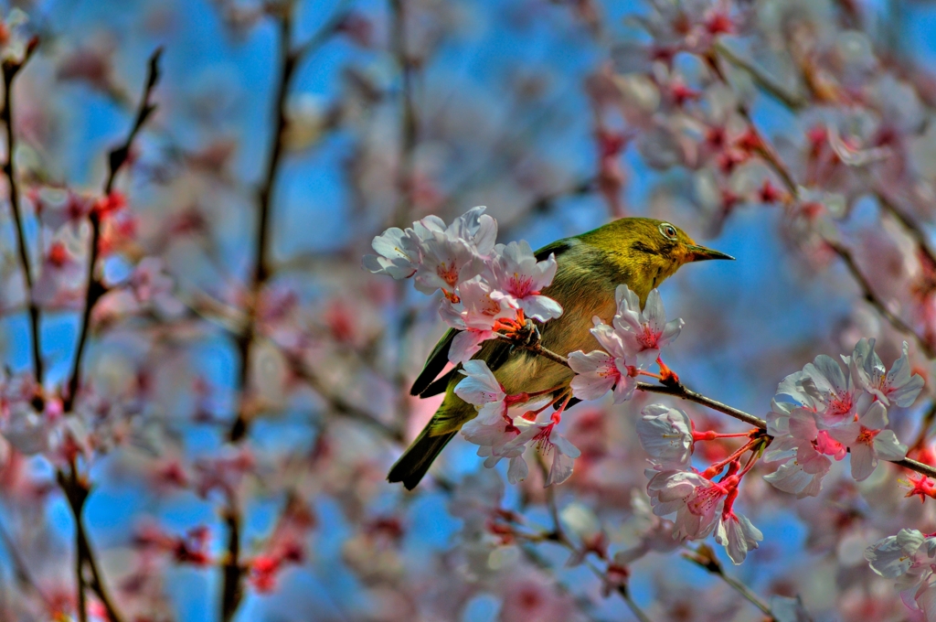 桜にメジロ　～HDR