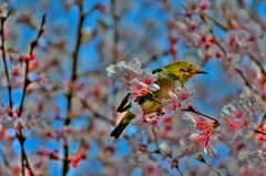 桜にメジロ　～HDR