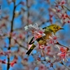 桜にメジロ　～HDR