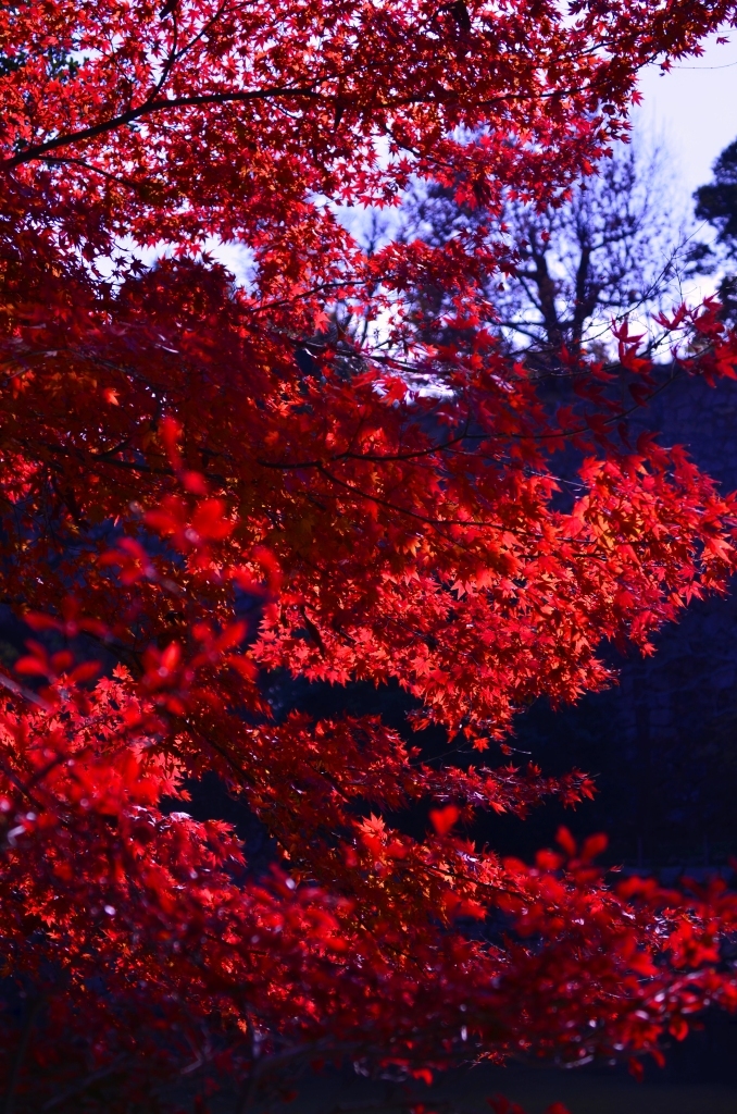 紅