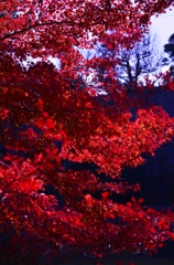 紅