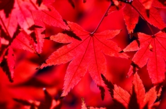 紅