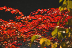 御岳紅葉２