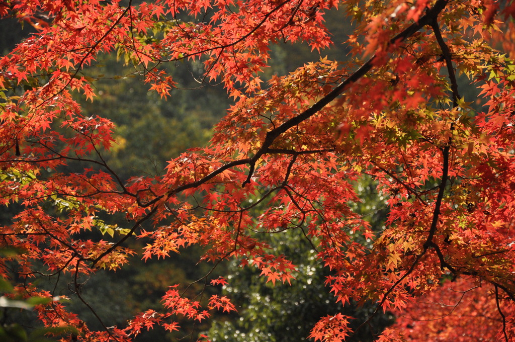 御岳紅葉