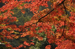 御岳紅葉